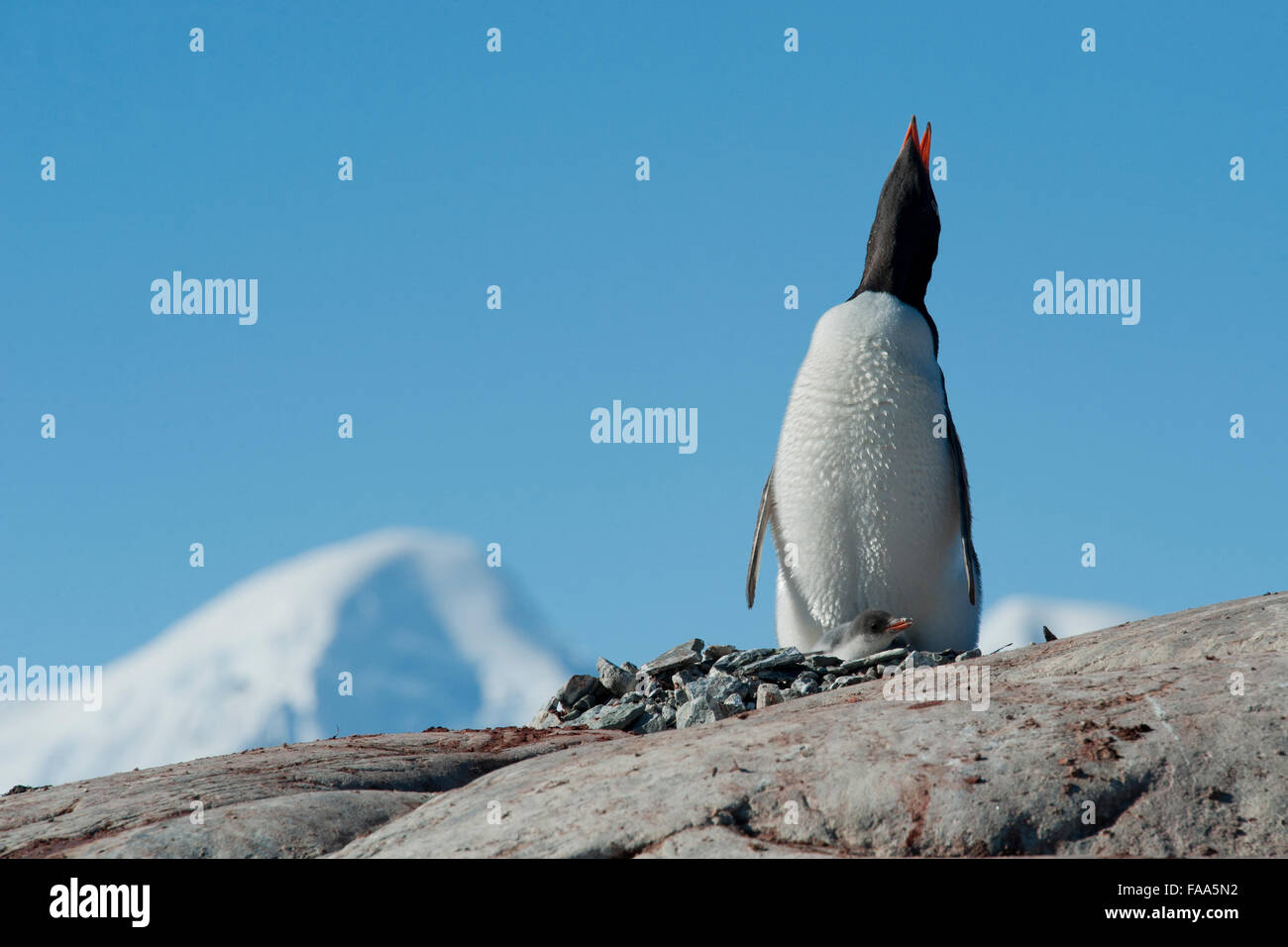 Pinguino Gentoo famiglia, Pygoscelis papua. Pleneau Island, Penisola antartica. Foto Stock