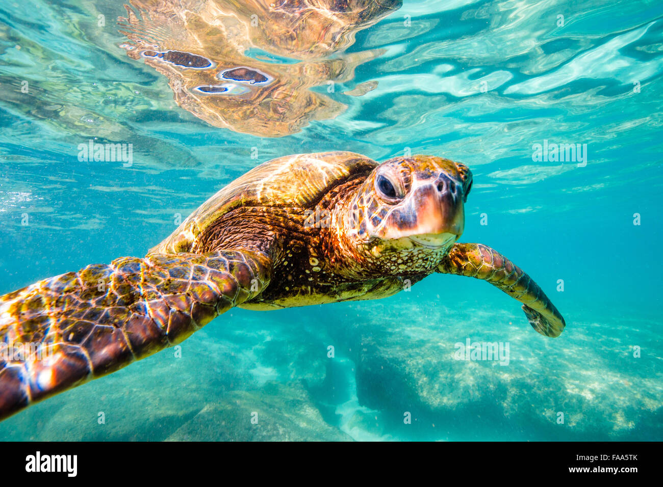 Hawaiian Tartaruga Verde la crociera nelle calde acque dell'Oceano Pacifico delle Hawaii Foto Stock