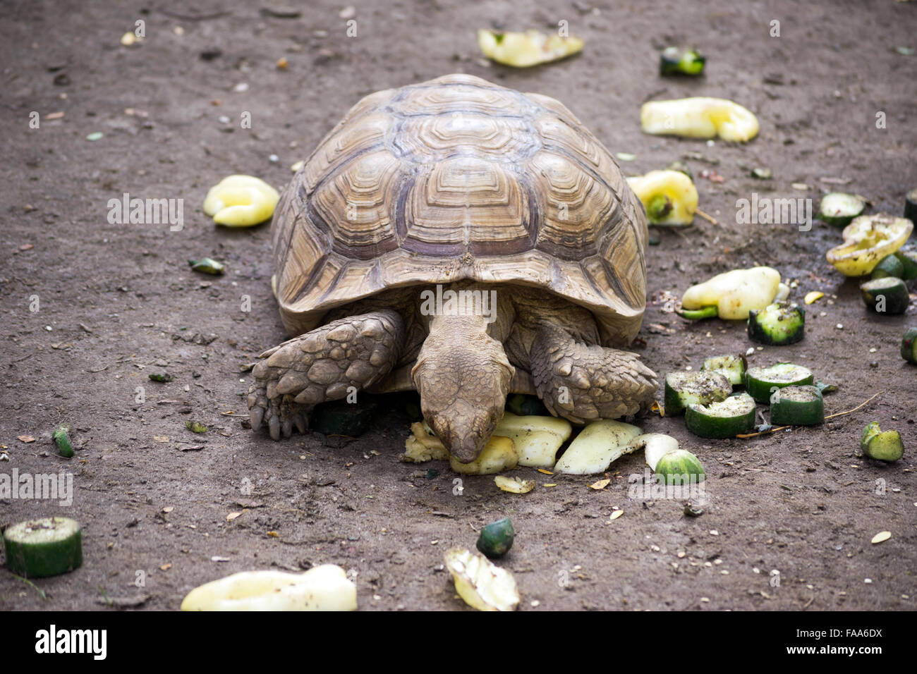 African spronato tartaruga (Centrochelys sulcata) Foto Stock