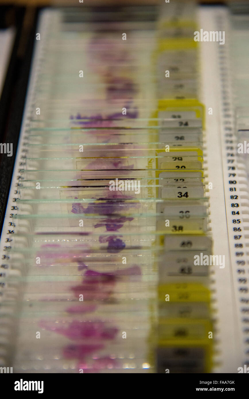 Fila di campioni di tessuto all'università Foto Stock