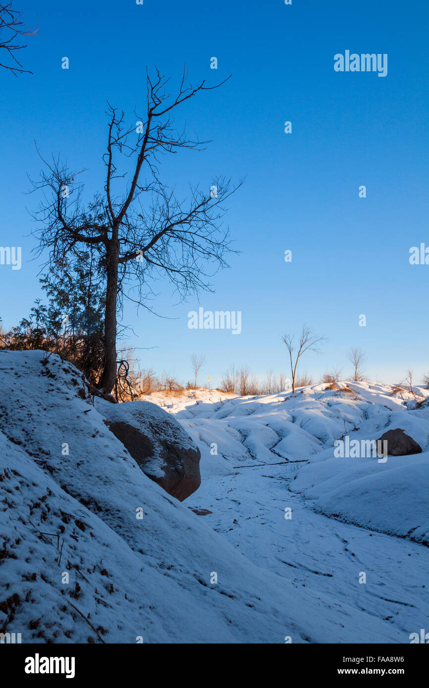 Un albero si stagliano contro il cielo azzurro dopo una nevicata fresca a Cheltenham Badlands. Caledon, sbucciare la regione, Ontario, Canad Foto Stock