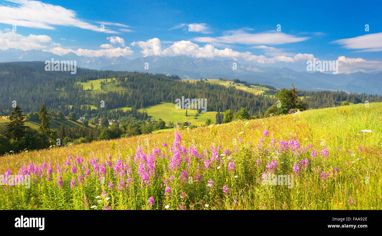 La molla del paesaggio, Podhale paese regione, Polonia Foto Stock