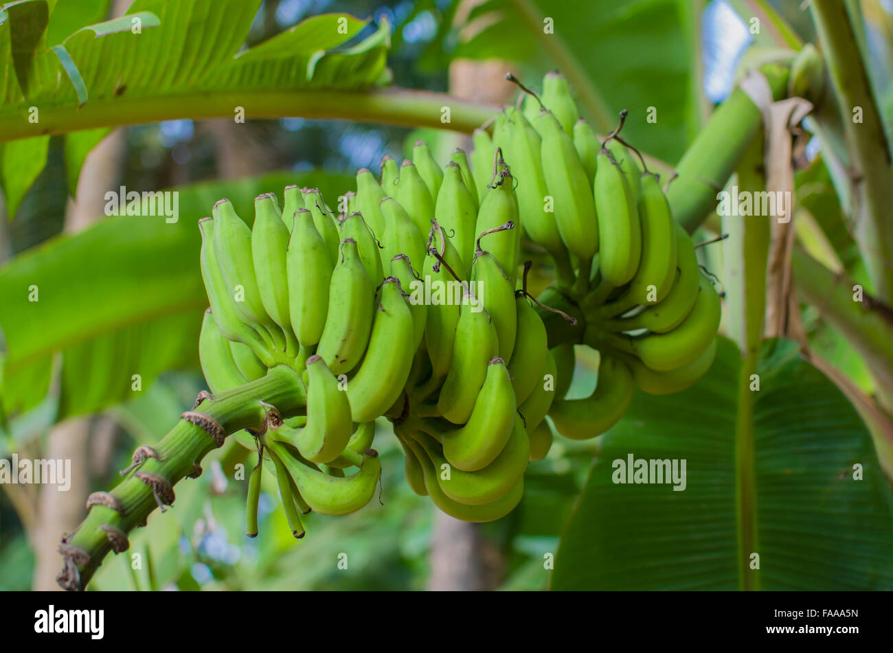 Banane frutta su un ramo verde,frutta,banane,verde,su un ramo,un impianto,tropical,la natura,cibo,un dessert Foto Stock