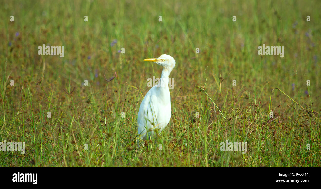 Uccello piccolo airone bianco,feathery,marsh bird,uccelli,bianco,marsh,fauna,uccello tropicale tropici, Foto Stock