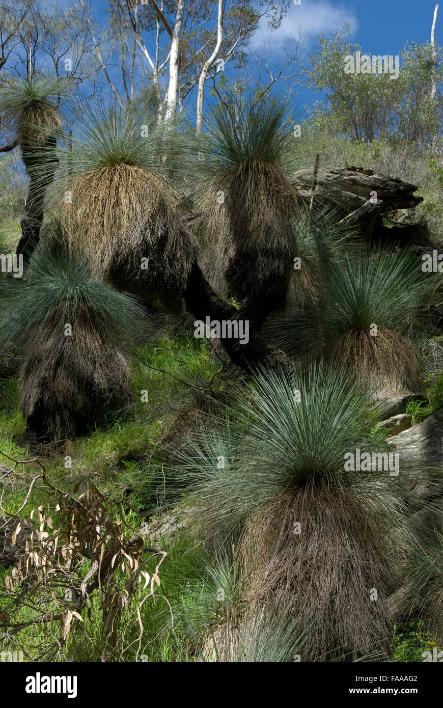 South Australian bushland inclusi più 'blackboy' piante della 'xanthorrhoea' genere, metà inverno, nativi australiani, savana Australiana Foto Stock