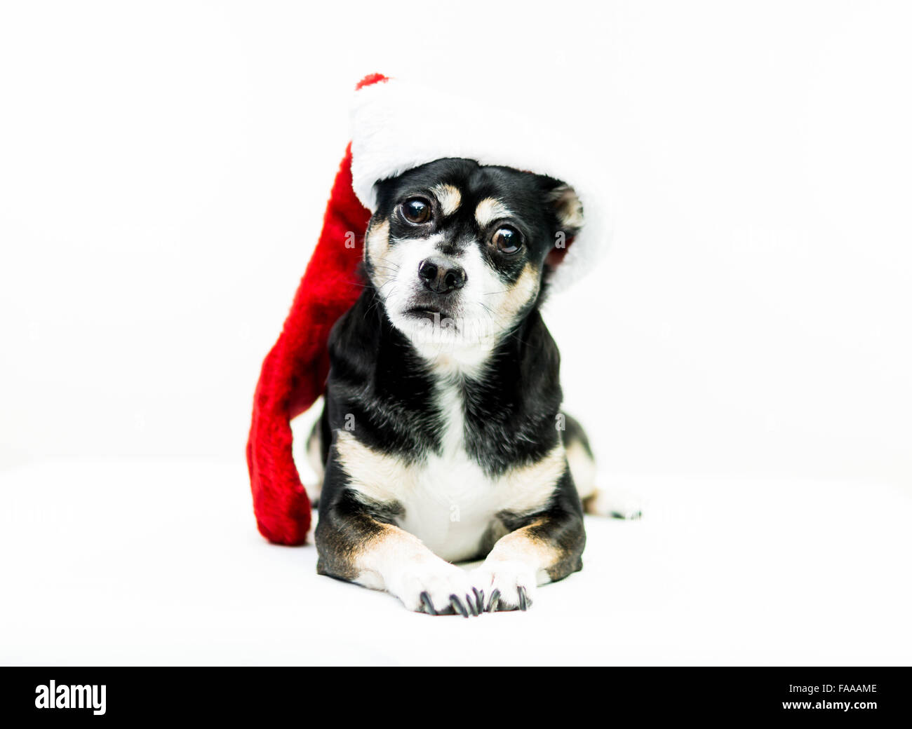 Cane che indossa Calza di Natale - Centro Foto Stock