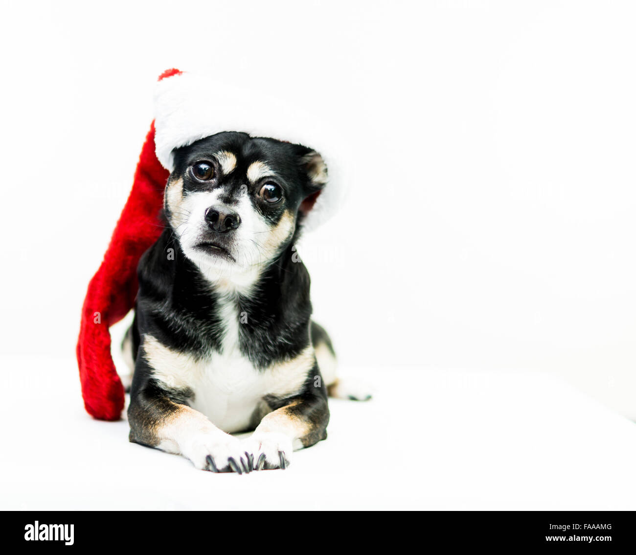 Cane che indossa Calza di Natale - lato sinistro Foto Stock