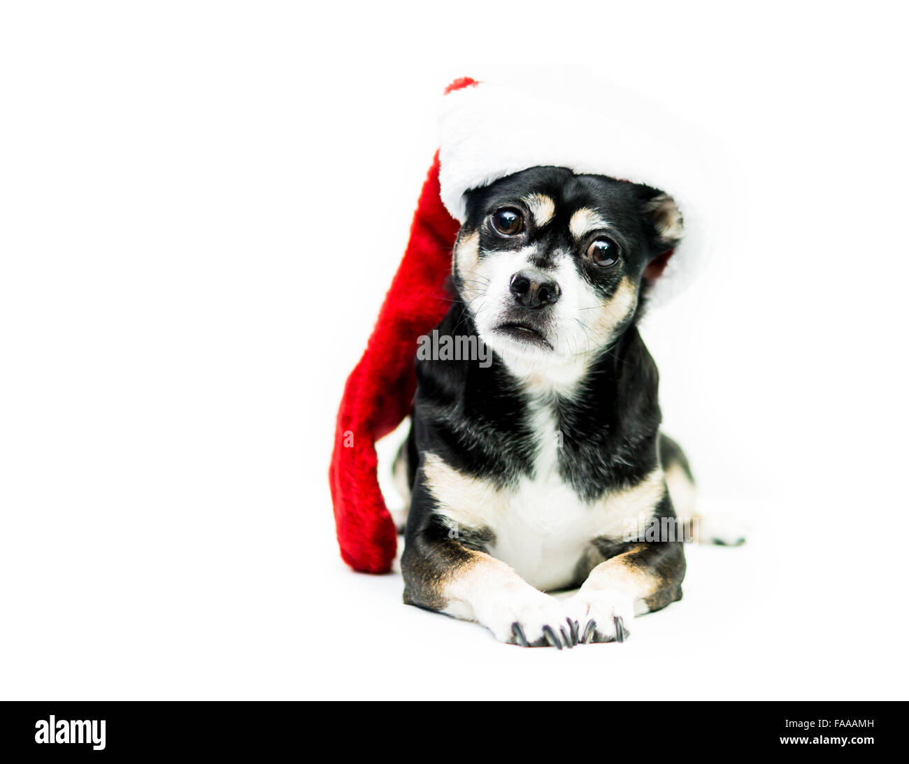 Cane che indossa Calza di Natale - lato destro Foto Stock