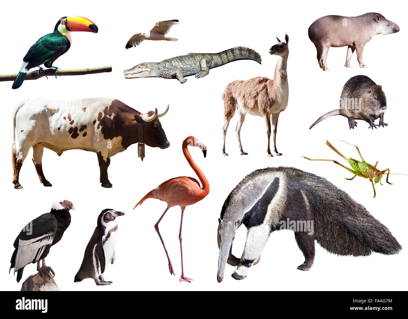 Set di giant anteater ed altri animali del Sud America Foto Stock