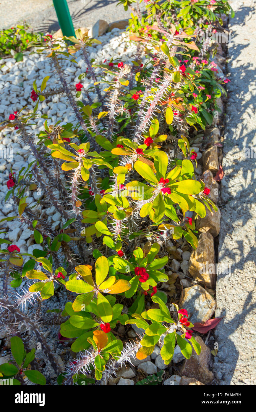 Cactus con fiori di colore rosso e verde delle foglie Foto Stock