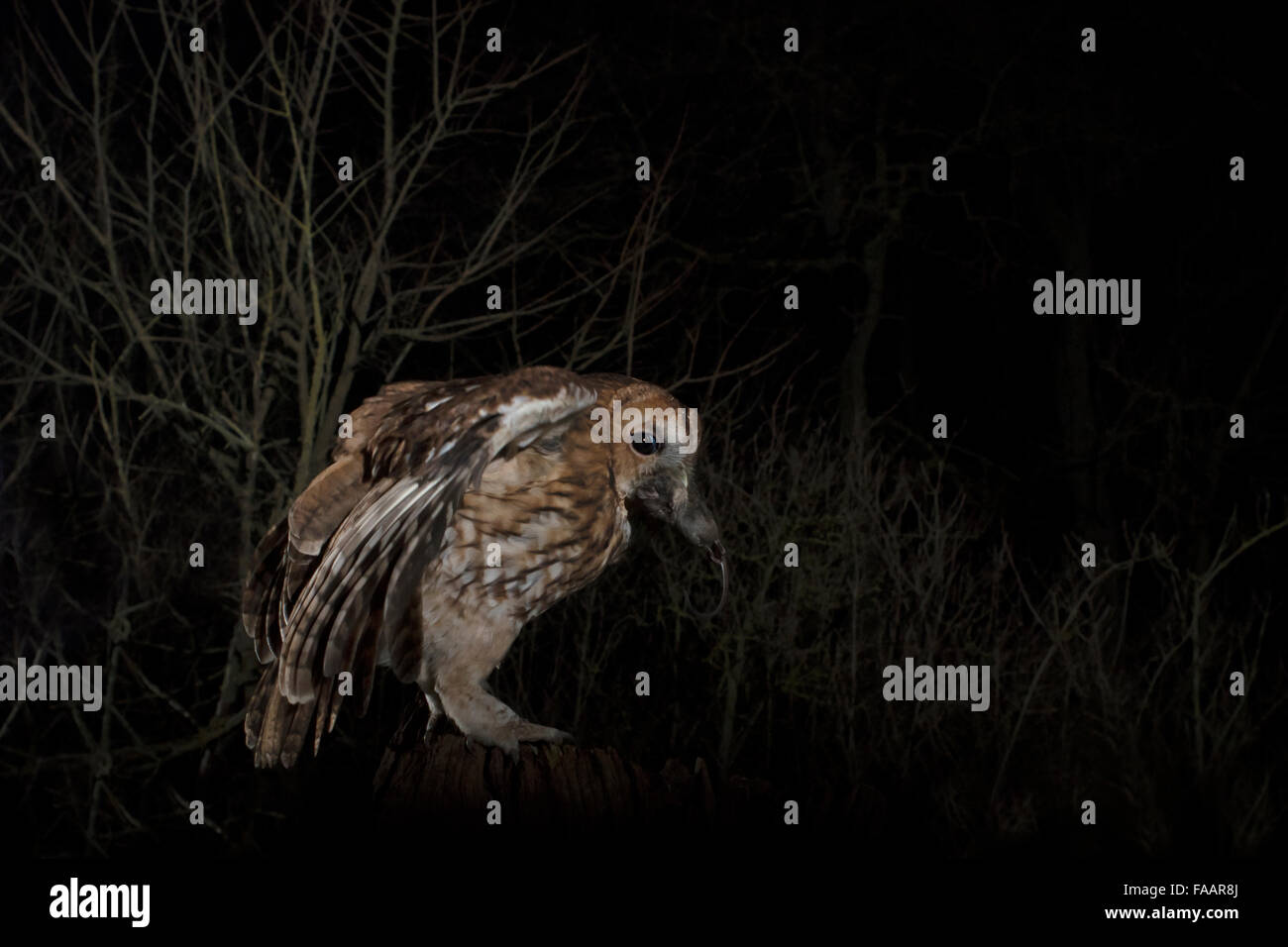Wild Allocco (Strix aluco) appollaiato sul palo di legno di notte nel Warwickshire bosco con preda Foto Stock