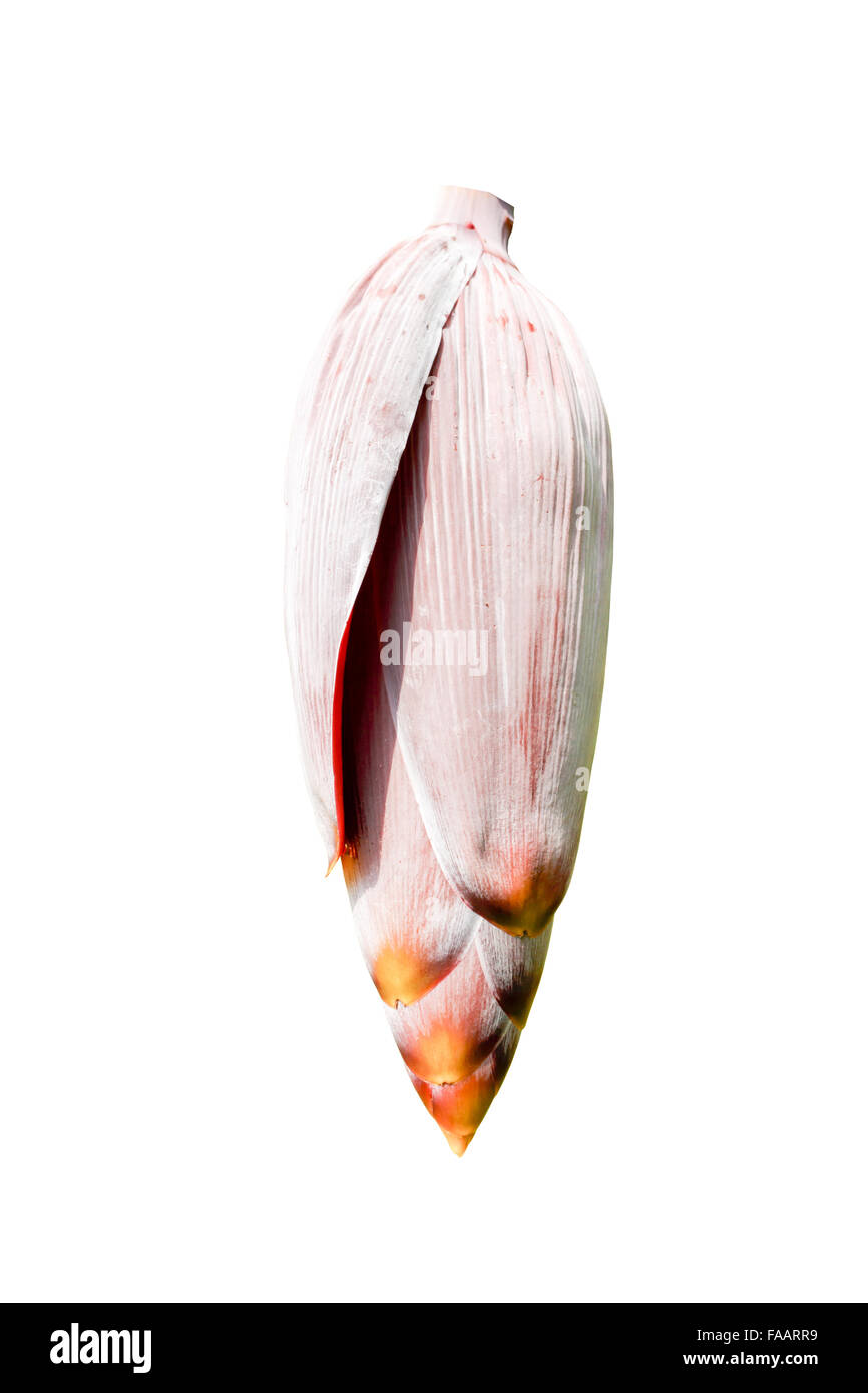 Banana blossom isolato su sfondo bianco Foto Stock