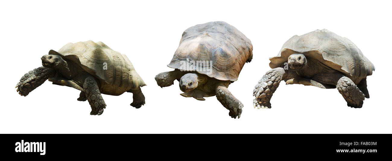 Set di African spronato tartarughe (Geochelone sulcata). Isolato su sfondo bianco Foto Stock