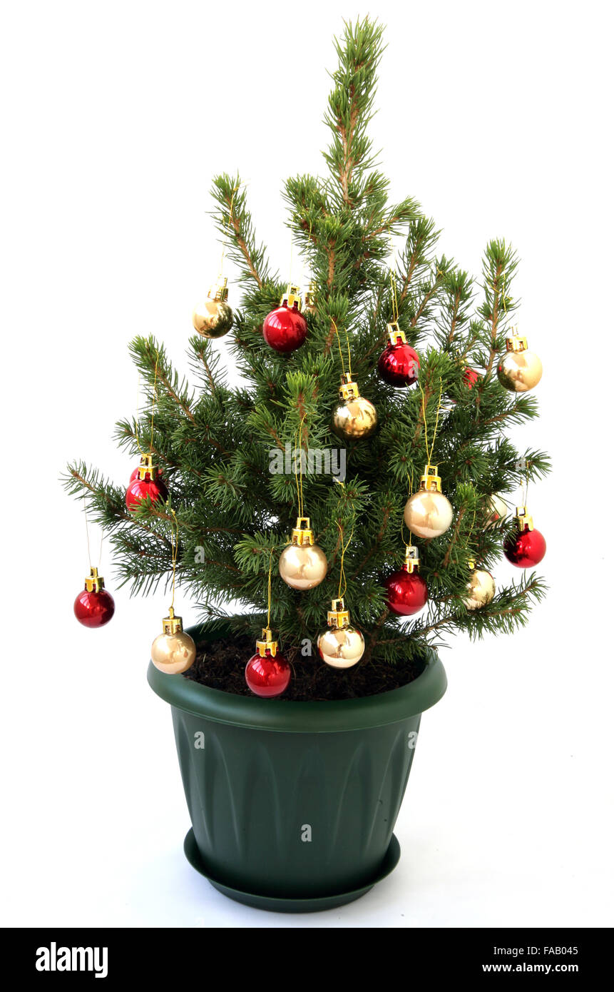 Piccolo e bellissimo albero di Natale su sfondo bianco Foto Stock