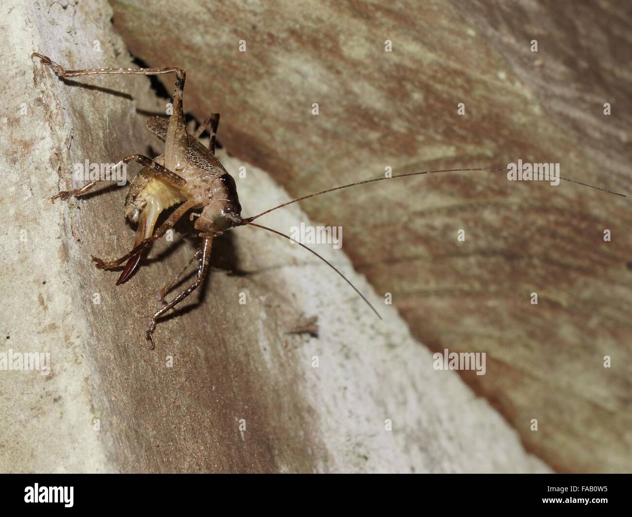 La femmina grasshopper con il ovipositor. Poas Parco Nazionale, Costa Rica Foto Stock