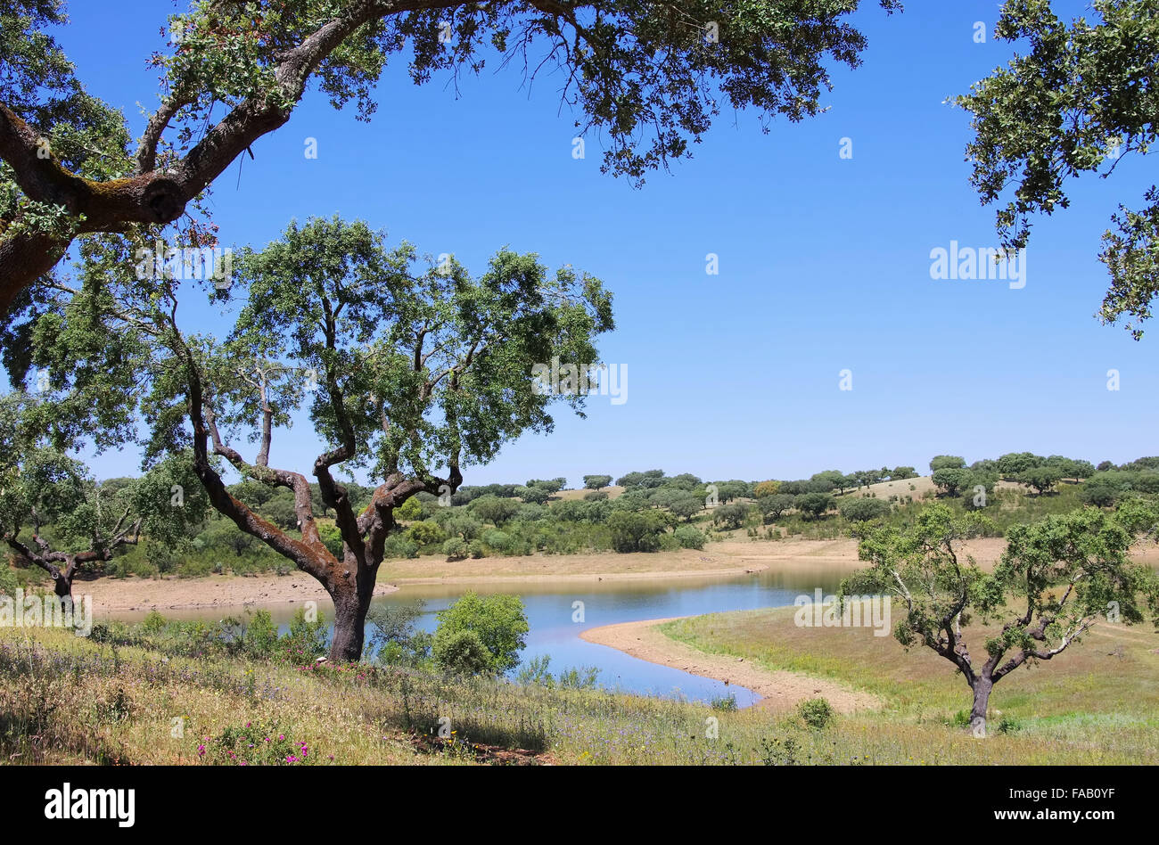 Dehesa 52 Foto Stock