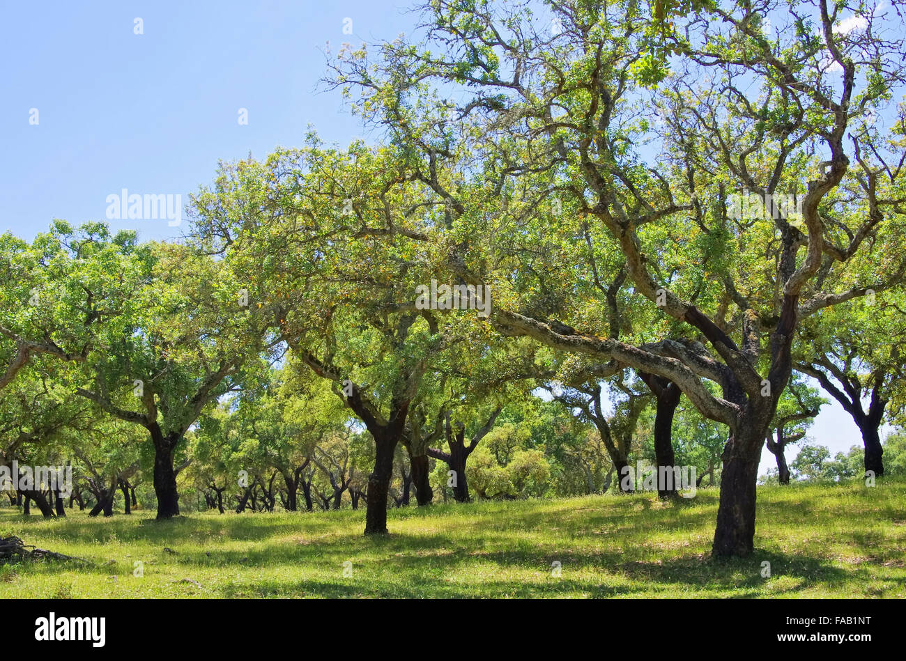 Korkeiche - Cork Oak 60 Foto Stock