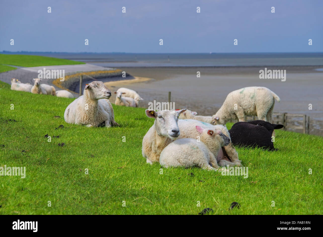 Ostfriesland Schafe - Frisia orientale pecore 02 Foto Stock