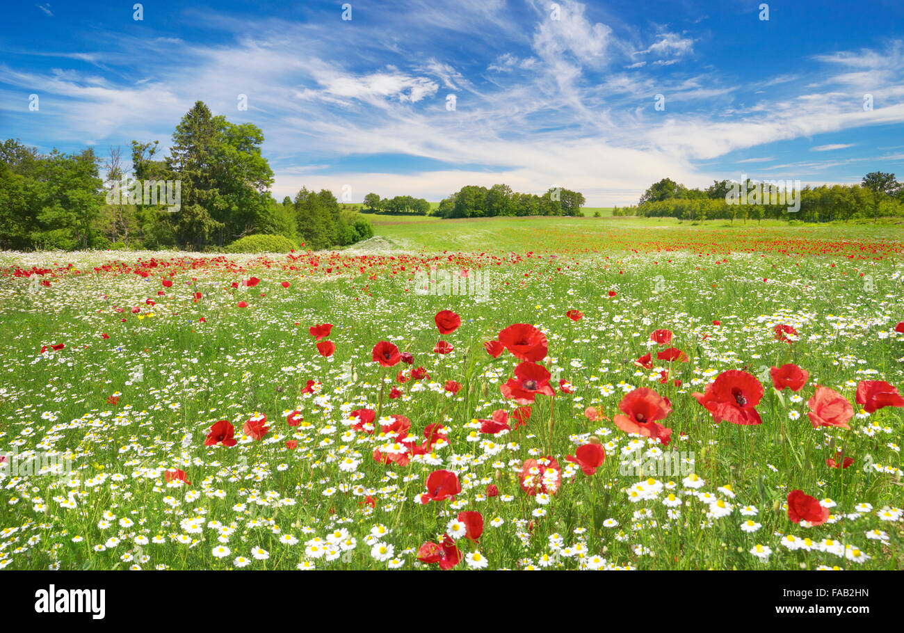 Paesaggio con una fioritura di papaveri campo e cielo blu in background, Polonia Foto Stock