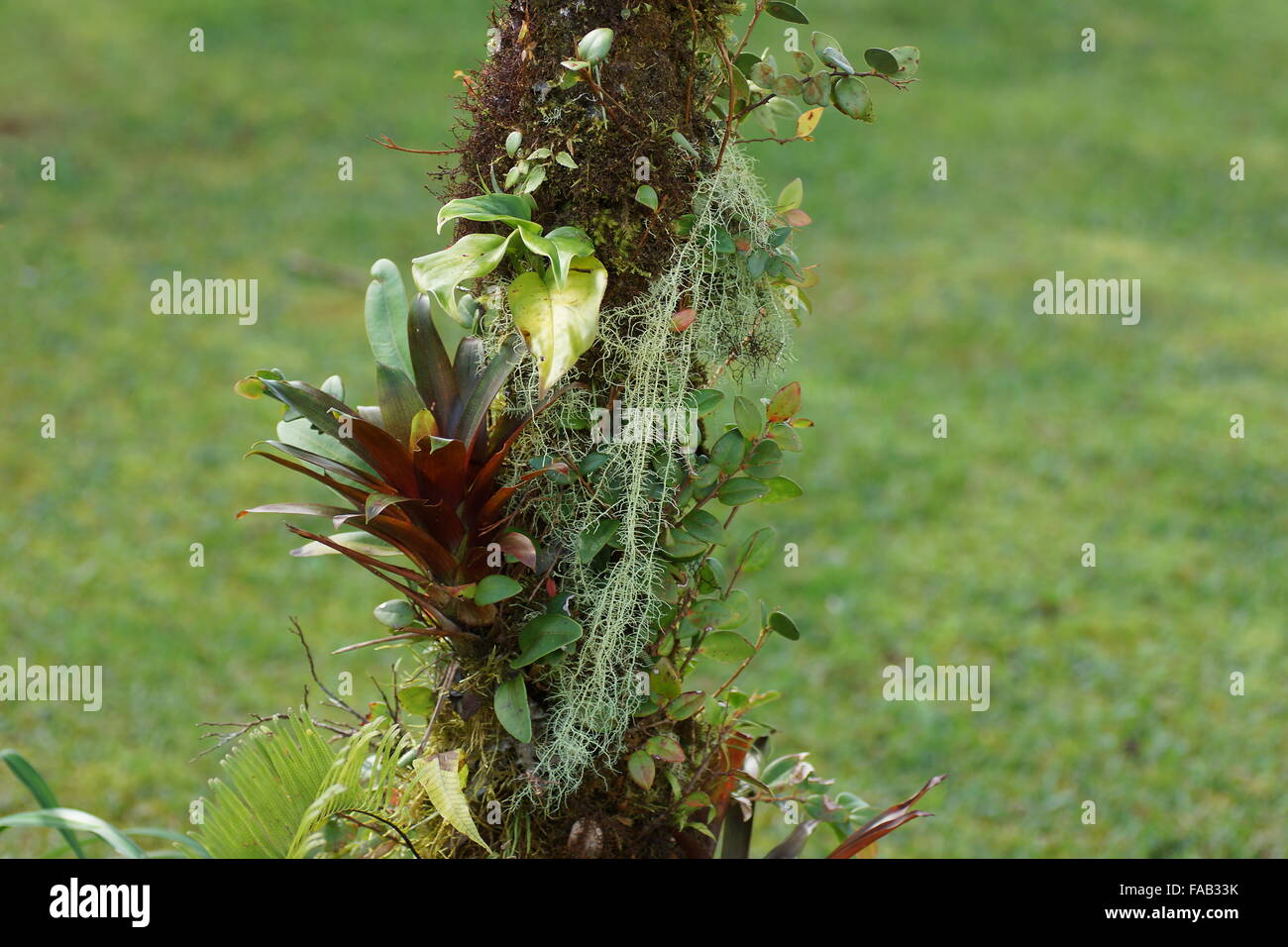 Bromeliacee e moss sull'albero. Vulcano Poas natura. Costa Rica, provincia di Alajuela, cordigliera centrale, vulcano Poas Foto Stock