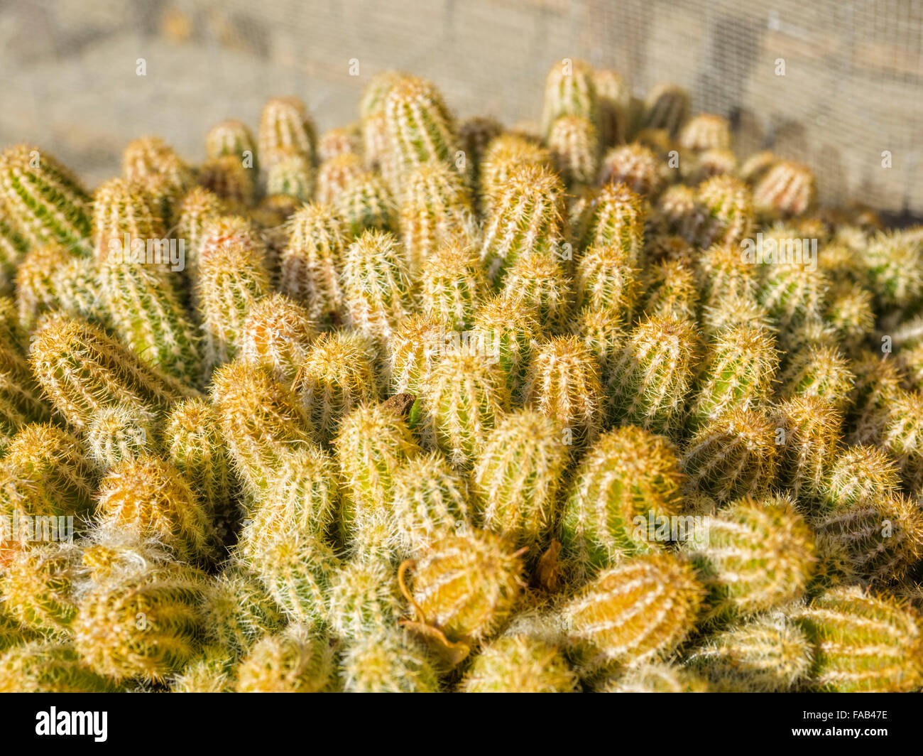 I cactus sul davanzale nella città di Santa Maddalena in nord italia Foto Stock