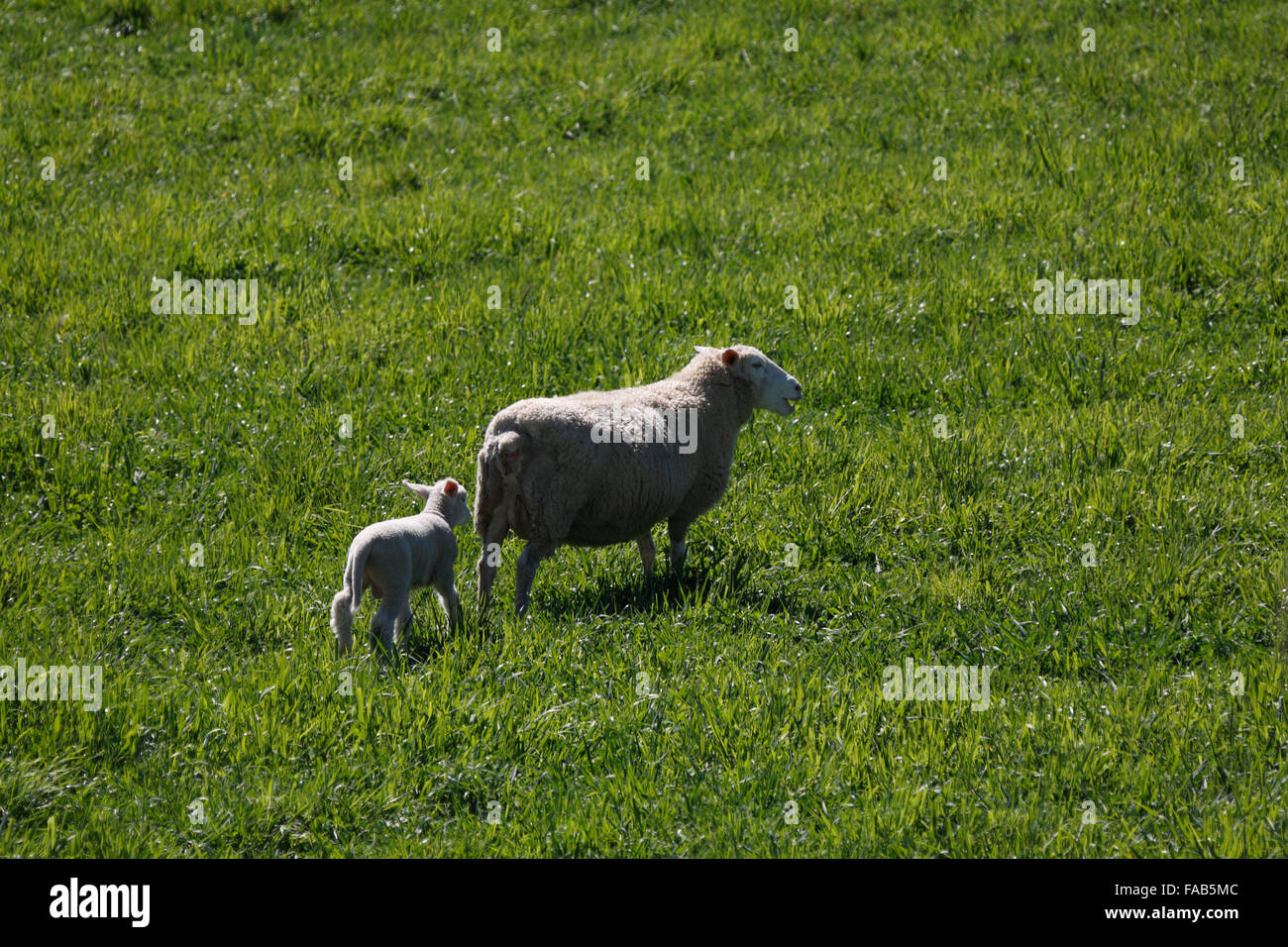 Pecore e agnelli pascolano in organic verdi pascoli Binalong pianori meridionali del Nuovo Galles del Sud Australia Foto Stock