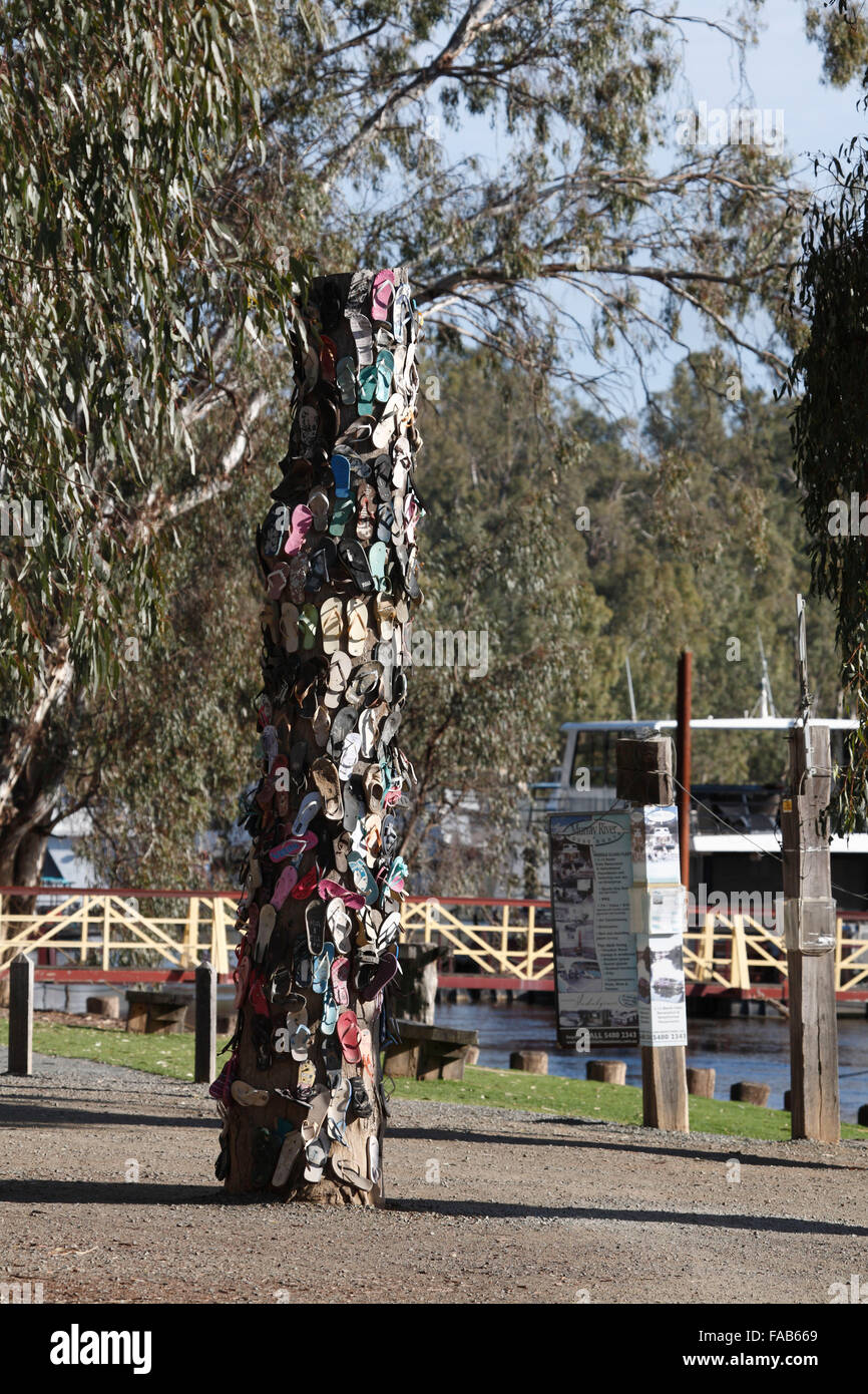 Una rara Thong Tree, endemica in Australia , sulle rive del fiume Murray Echuca Victoria Australia Foto Stock