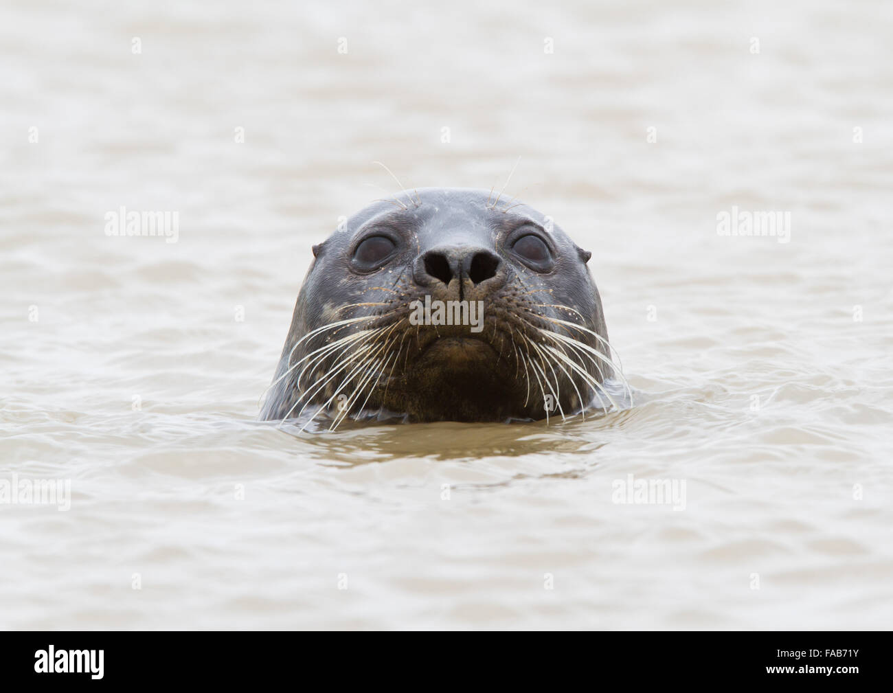 Grigio femmina tenuta in mare di fronte alla fotocamera Foto Stock