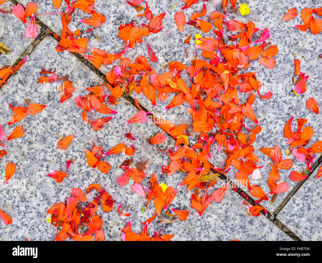 Petali di fiori sulla passerella di pietra in Italia Foto Stock