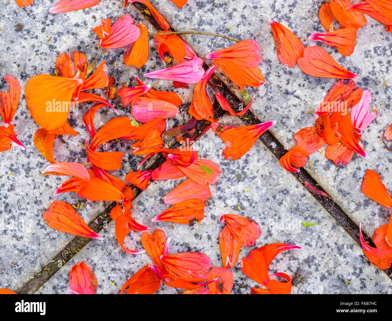 Petali di fiori sulla passerella di pietra in Italia Foto Stock