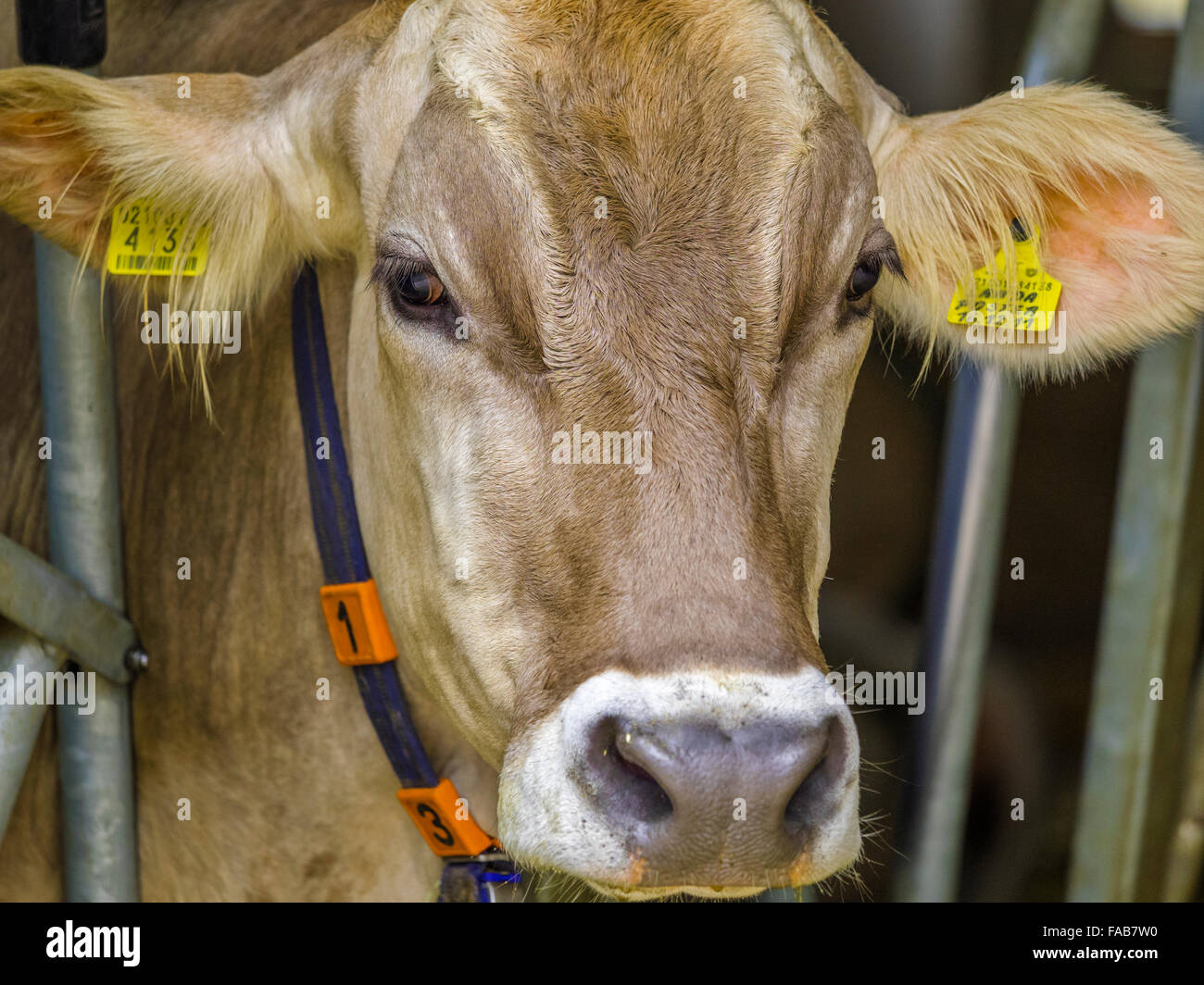 Dairy cown in fienile nella città di Santa Maddalena in nord italia Foto Stock