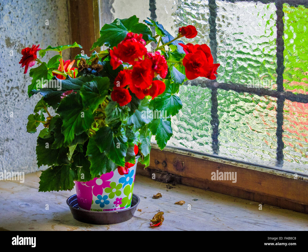 Flower arangement nel capannone rustico finestra nella città di piastrelle, Nord Italia Foto Stock