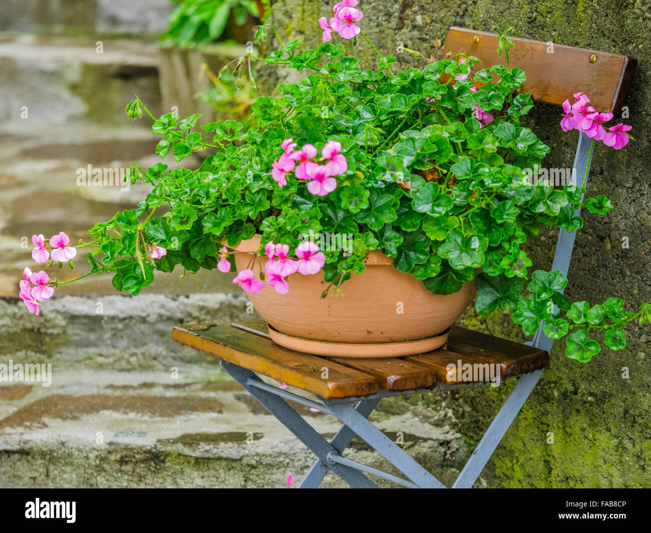Vaso di fiori sulla sedia pieghevole sotto la pioggia, città di piastrelle, Nord Italia Foto Stock