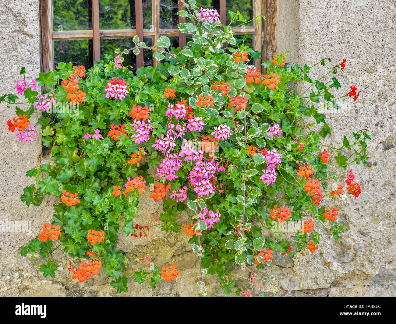 Finestra di rustico e cassetta per fiori in Città del comune di Gudon (Gudon:) nel Nord Italia Foto Stock