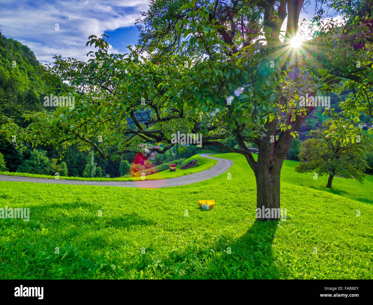 Struttura Orchard su Castel Trostburg motivi nel Nord Italia Foto Stock