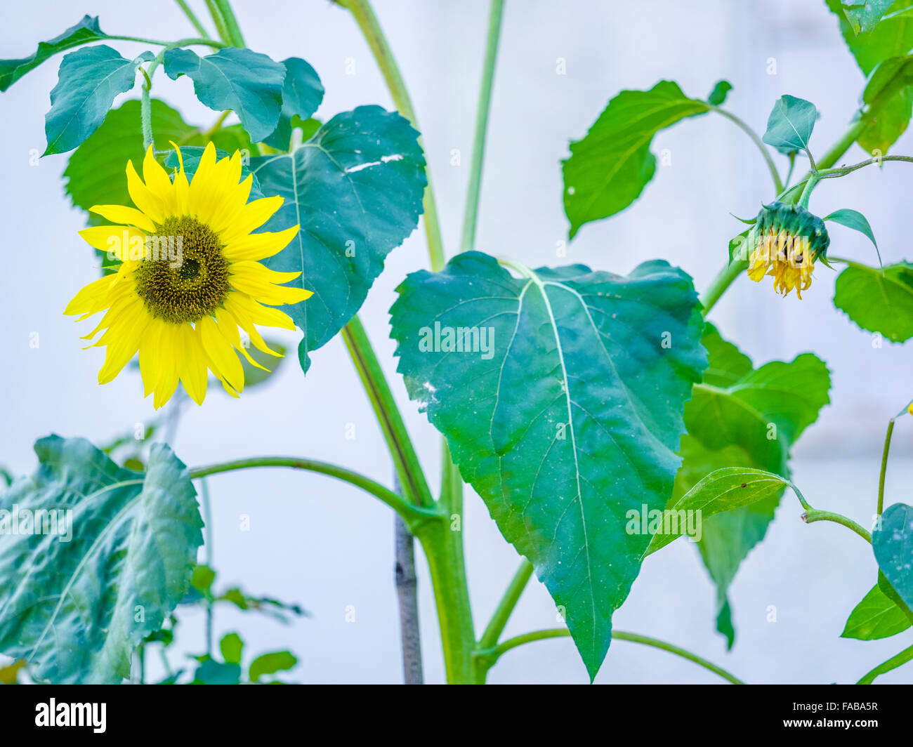 Winsicle sun flower nella città di Caldaro nel Nord Italia Foto Stock