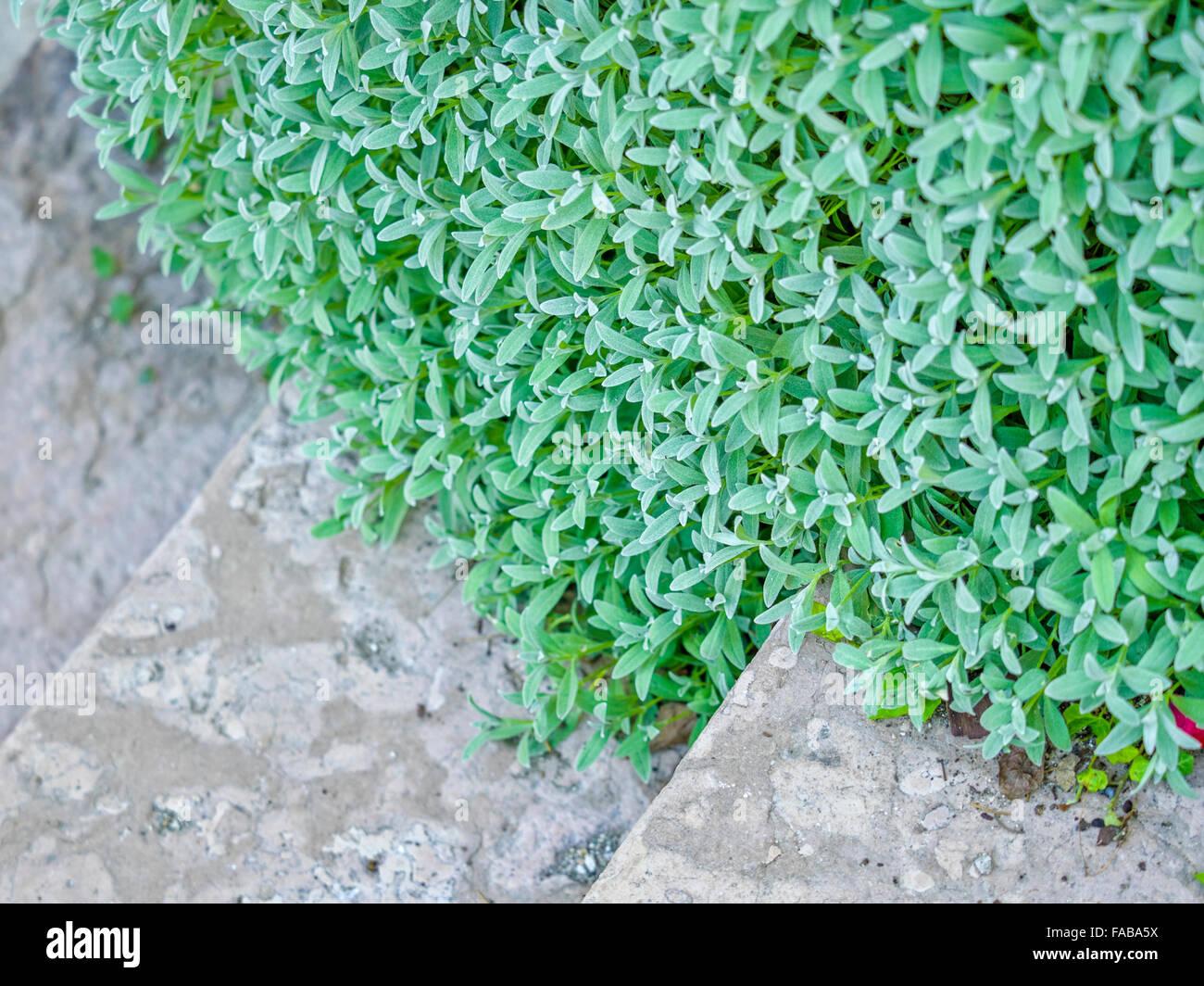 Fasi e piante nella città di Caldaro nel Nord Italia Foto Stock