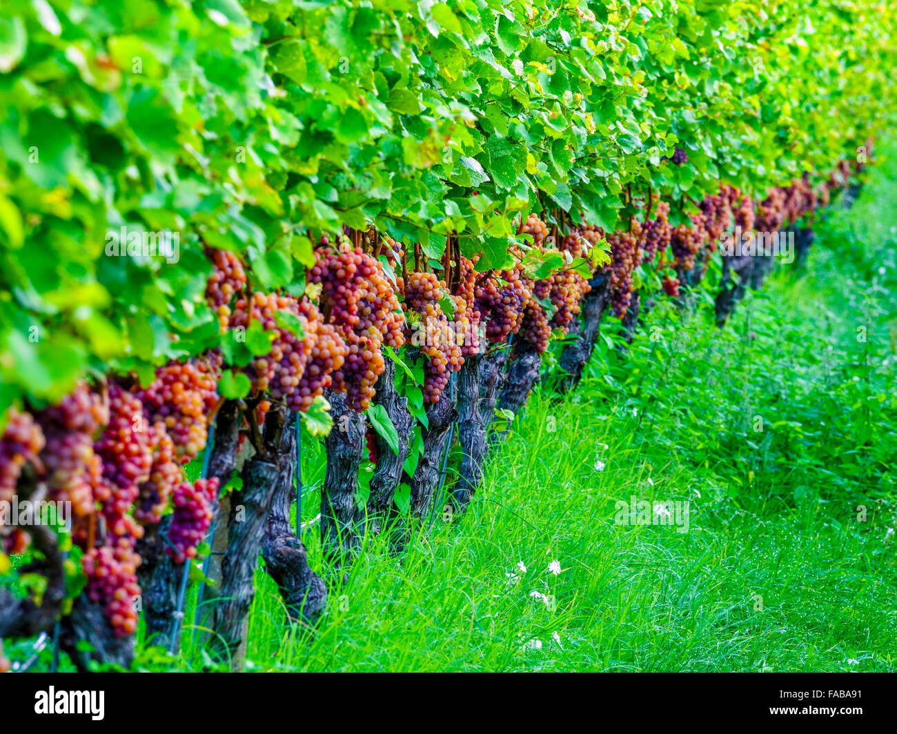 Vigneti in Val d Adige Valle nel Nord Italia Foto Stock