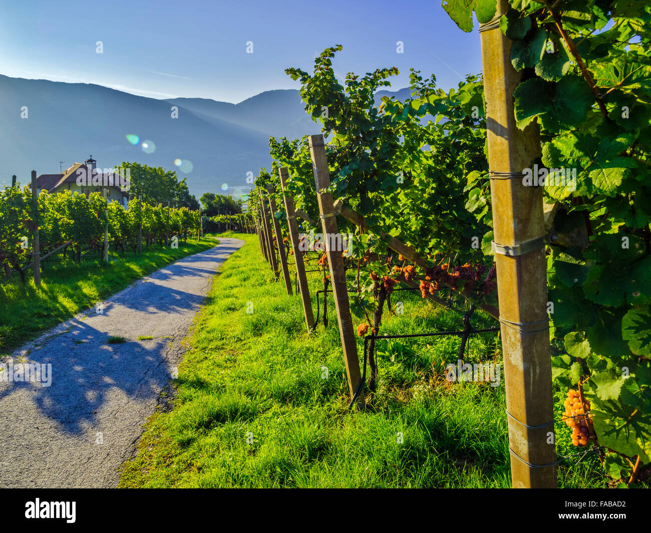 Vigneti in Val d Adige Valle nel Nord Italia Foto Stock