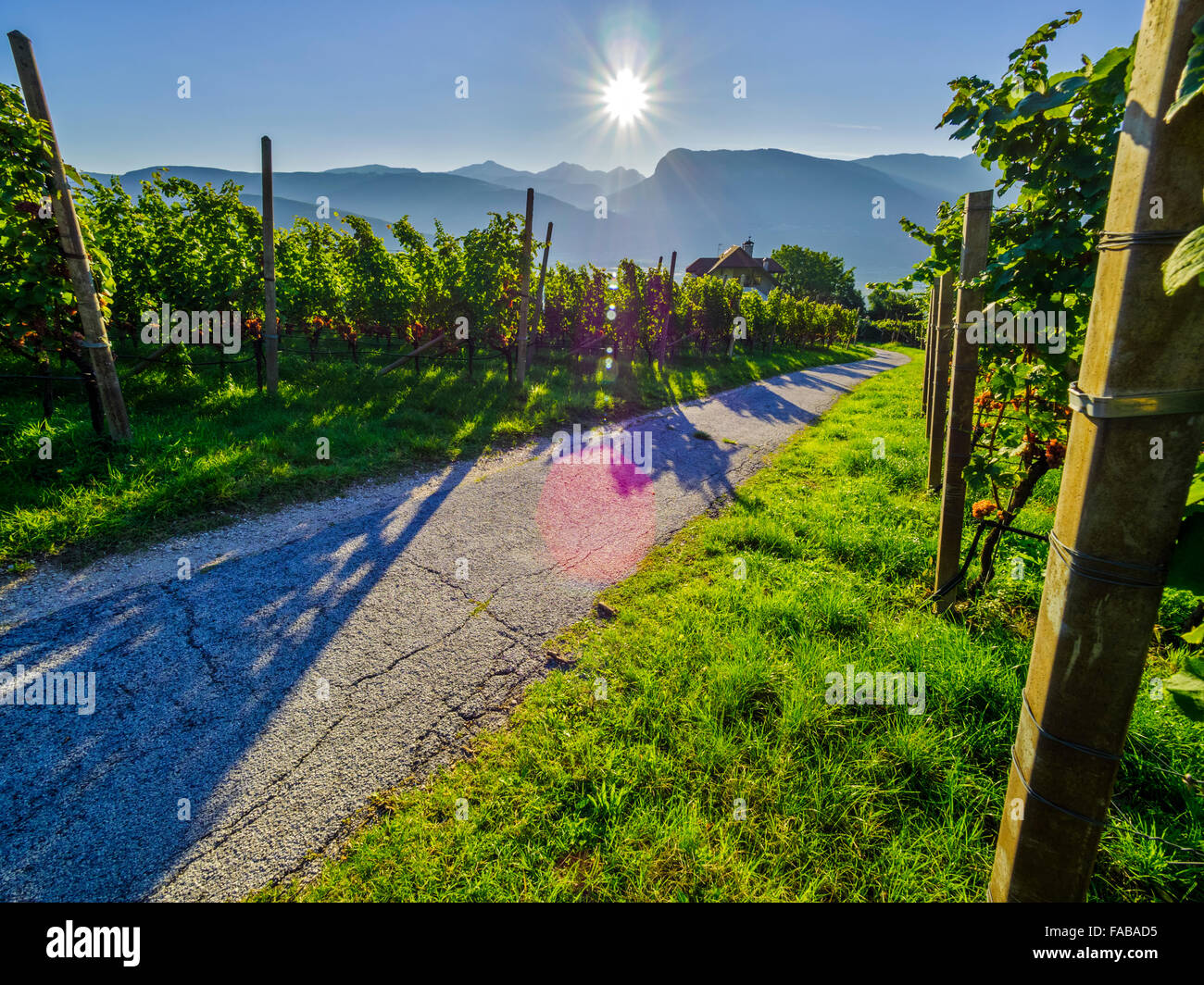 Vigneti in Val d Adige Valle nel Nord Italia Foto Stock