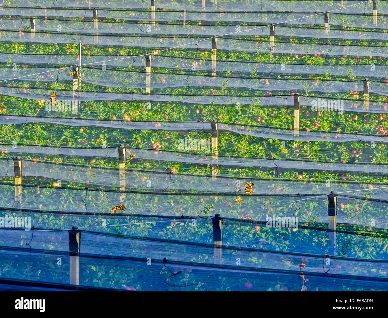 Vigneti in Val d Adige Valle nel Nord Italia Foto Stock