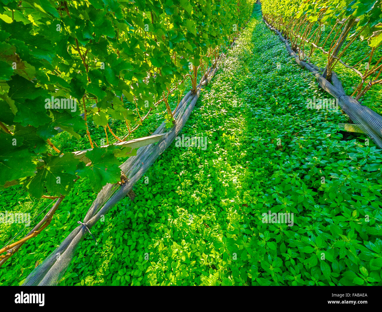 Vigneti in Val d Adige Valle nel Nord Italia Foto Stock