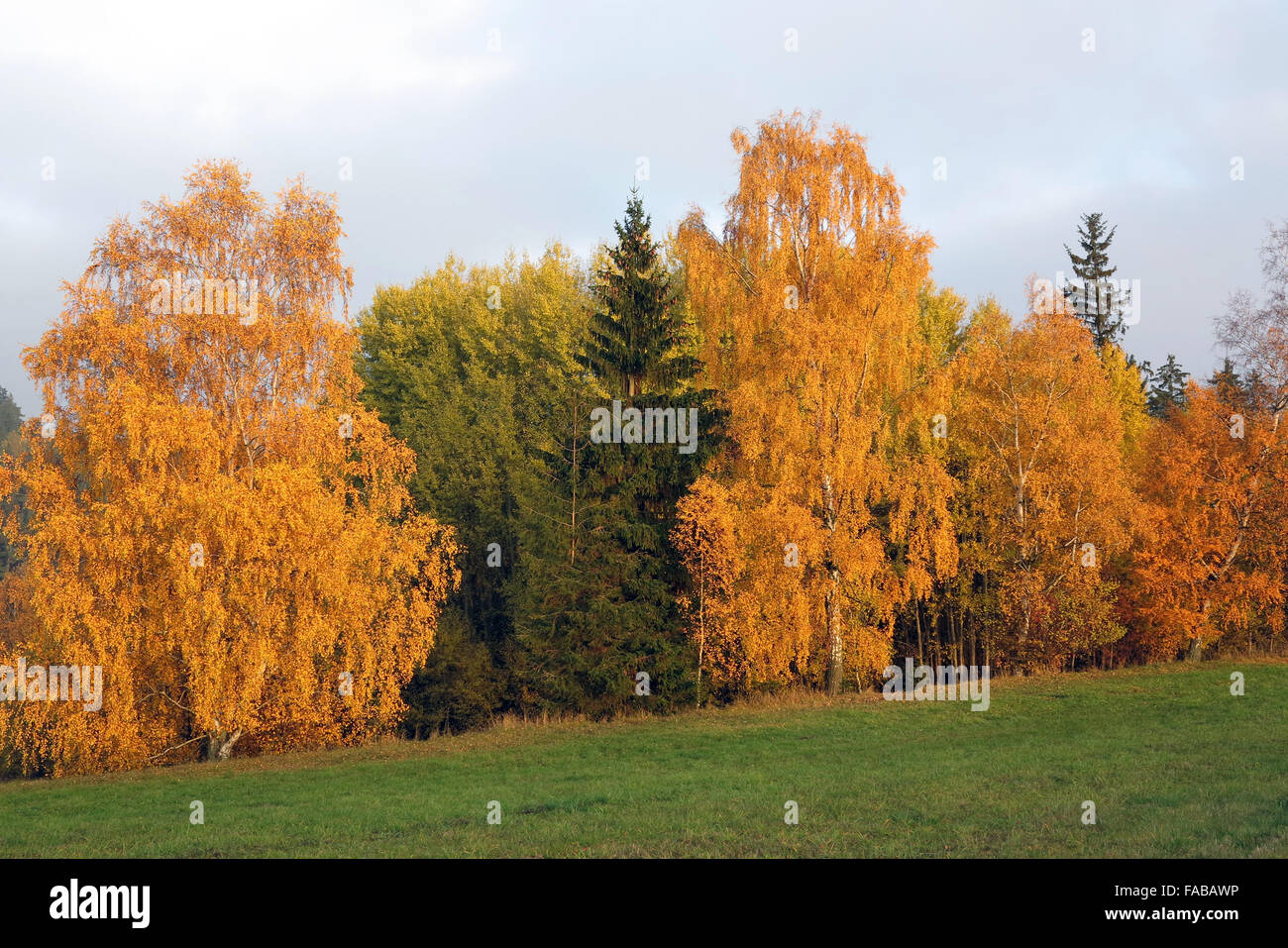 Alberi in autunno - colori d'autunno Foto Stock