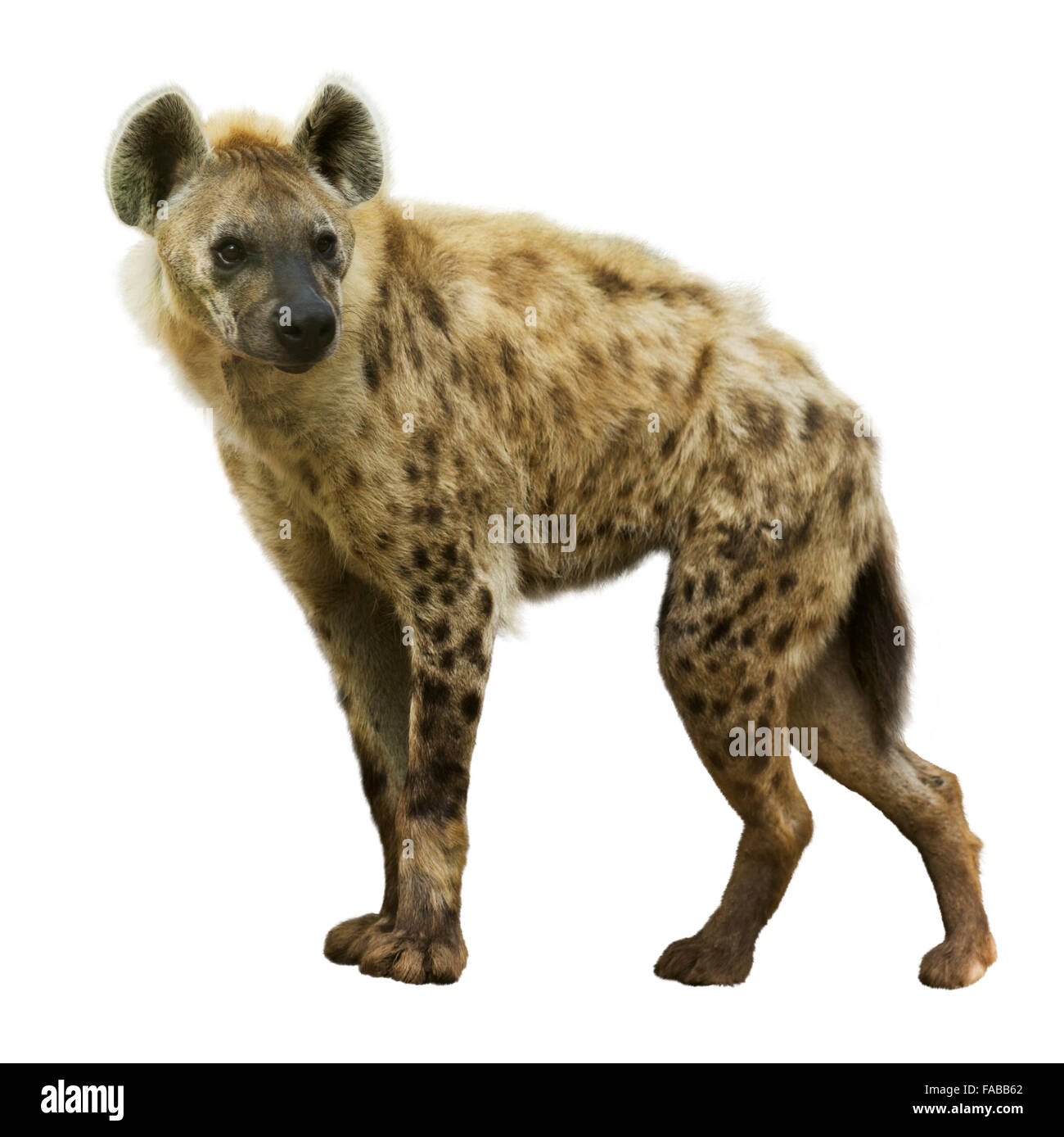 Spotted hyena (Crocuta crocuta). Isolato su sfondo bianco Foto Stock