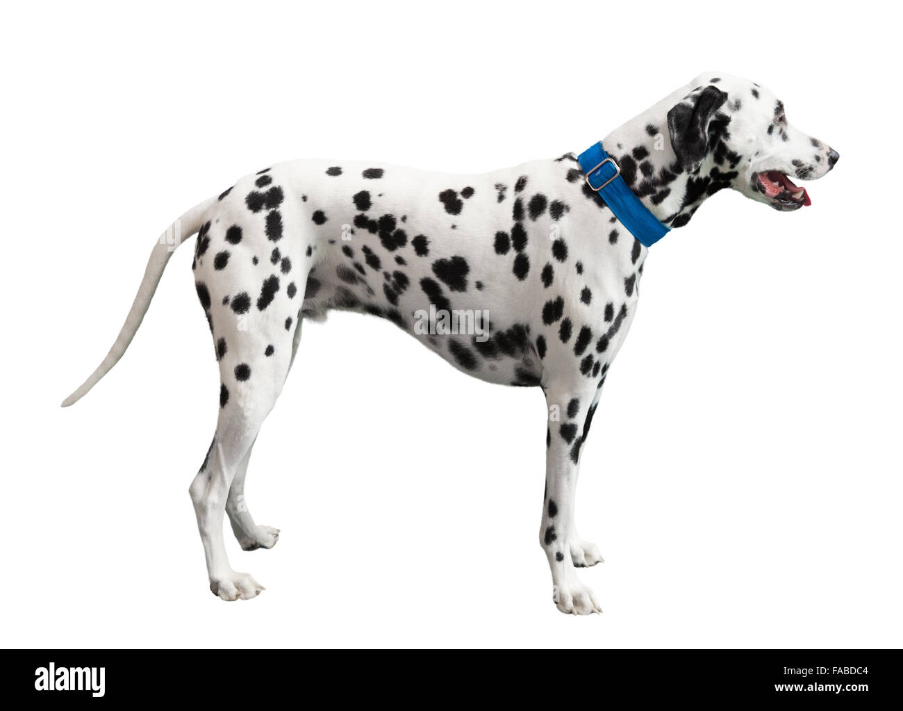 Macchie nere, Dalmata isolato su bianco Foto Stock