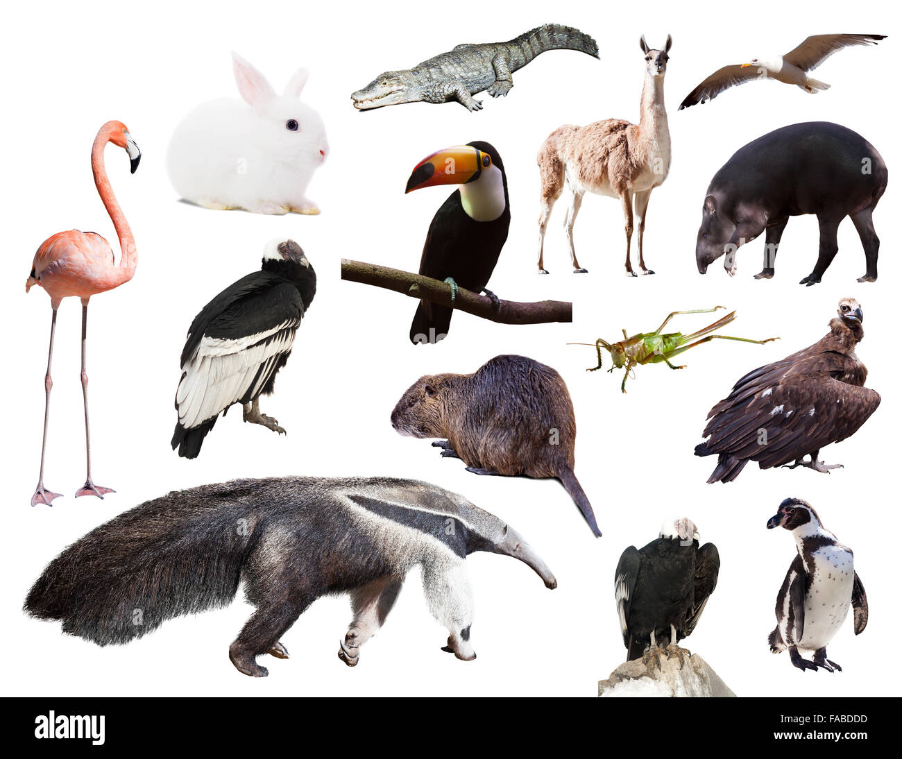 Set di giant anteater ed altri animali del Sud America su bianco Foto Stock