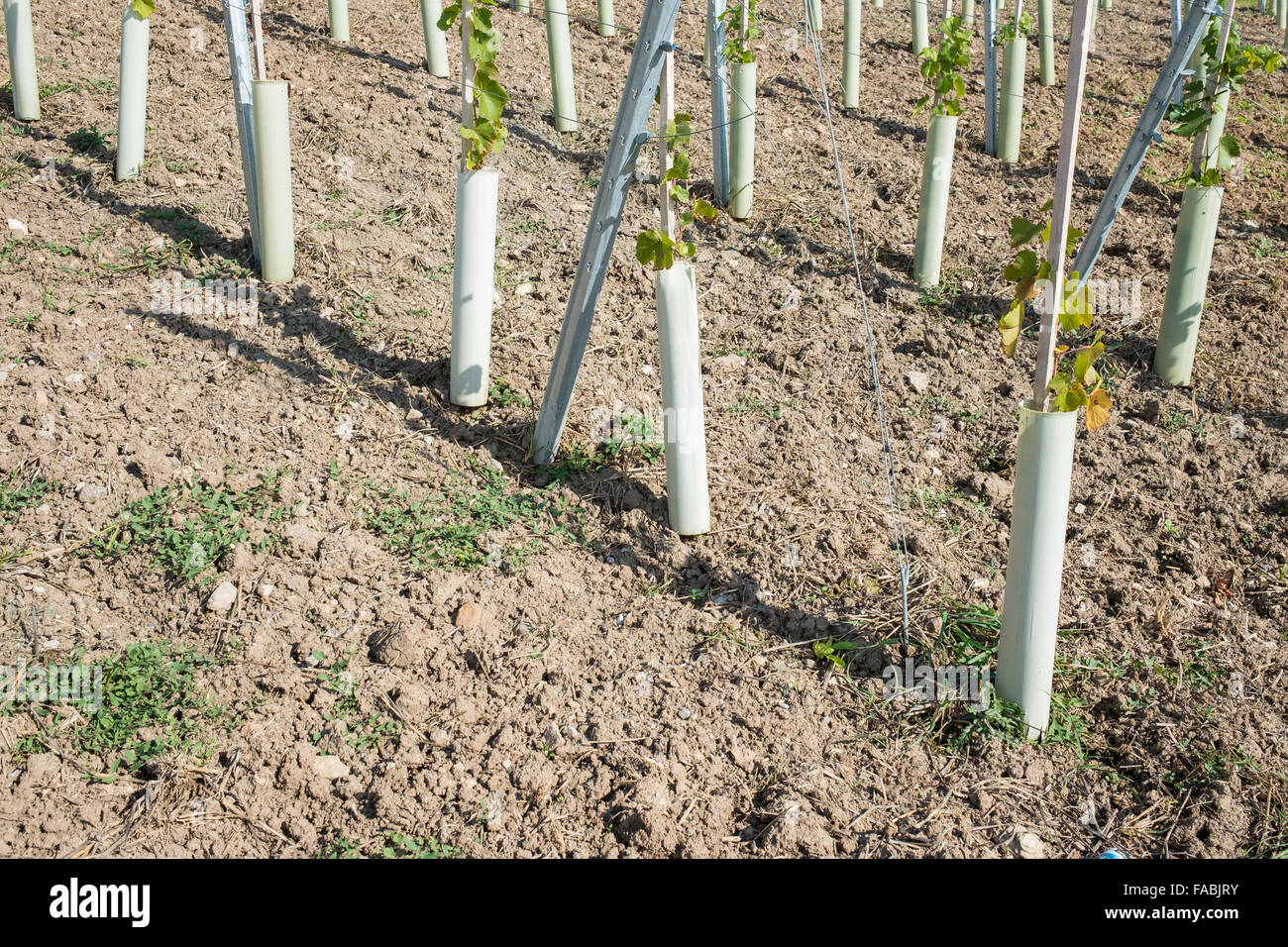 Giovani area coltivata a vigneto in un vigneto Foto Stock