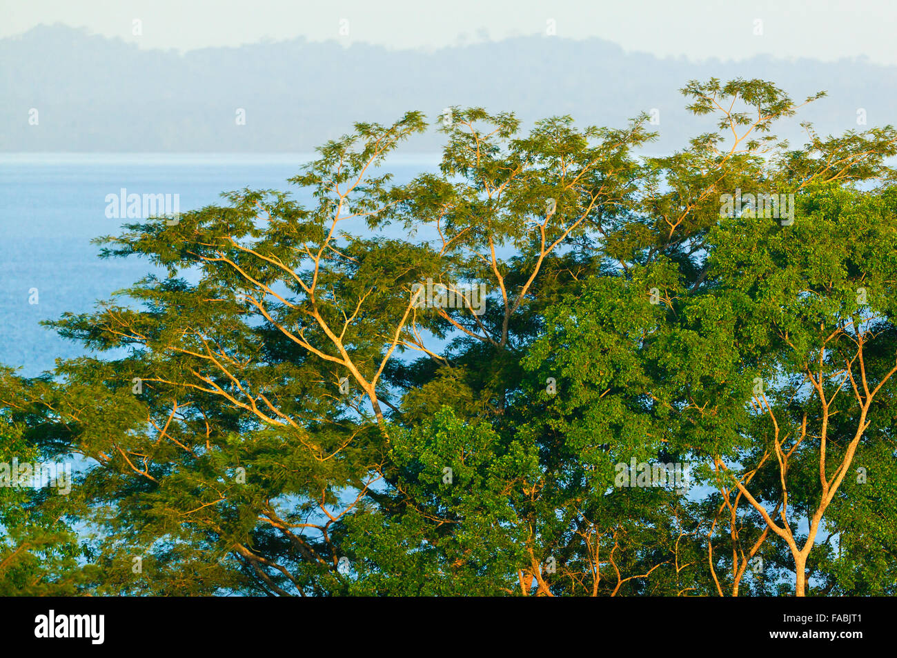 Costiero della foresta di pioggia a Punta Patino riserva naturale, Pacific Coast, provincia di Darien, Repubblica di Panama. Foto Stock