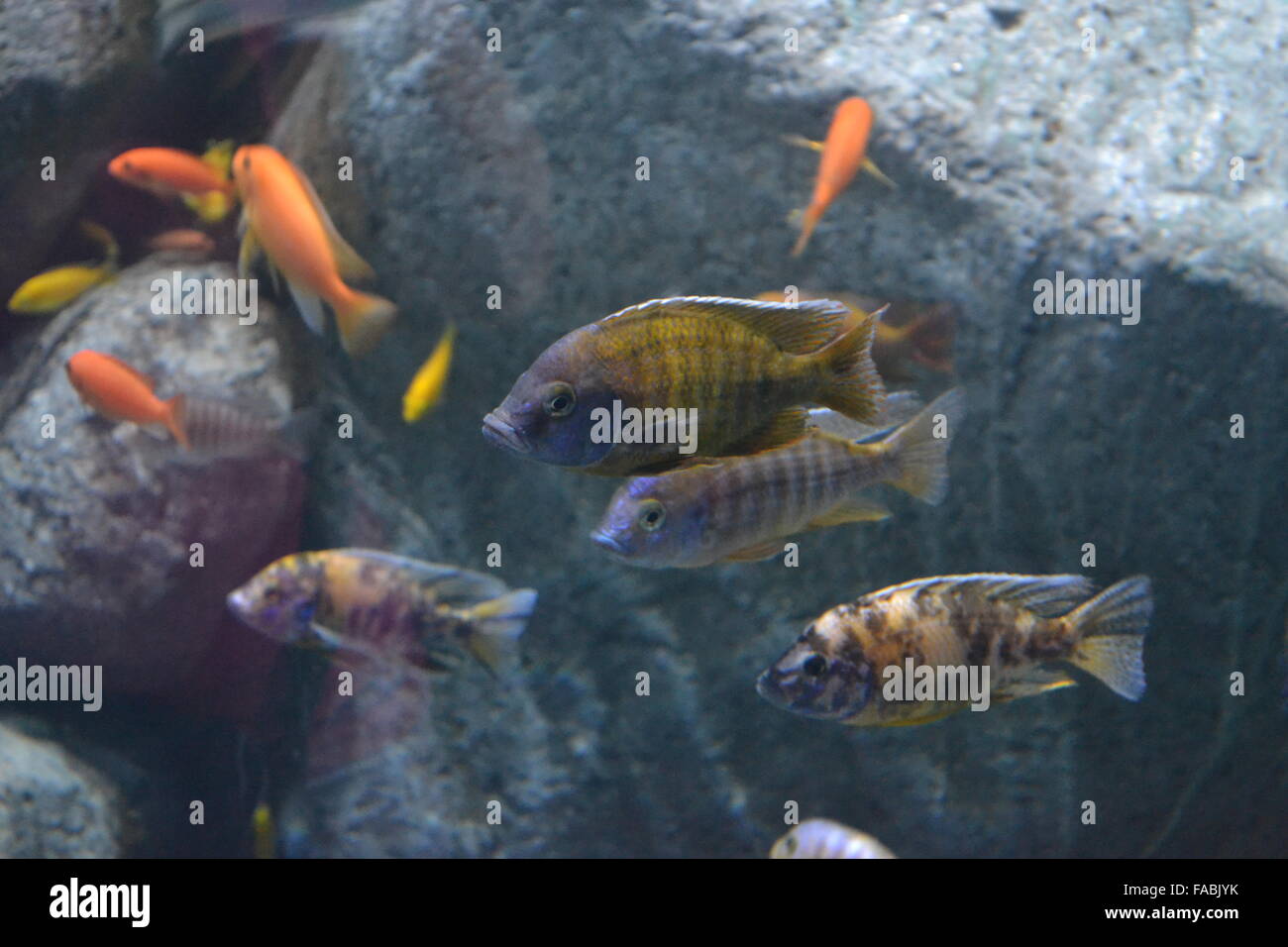 Pesci colorati a nuotare in acquario con rocce Foto Stock