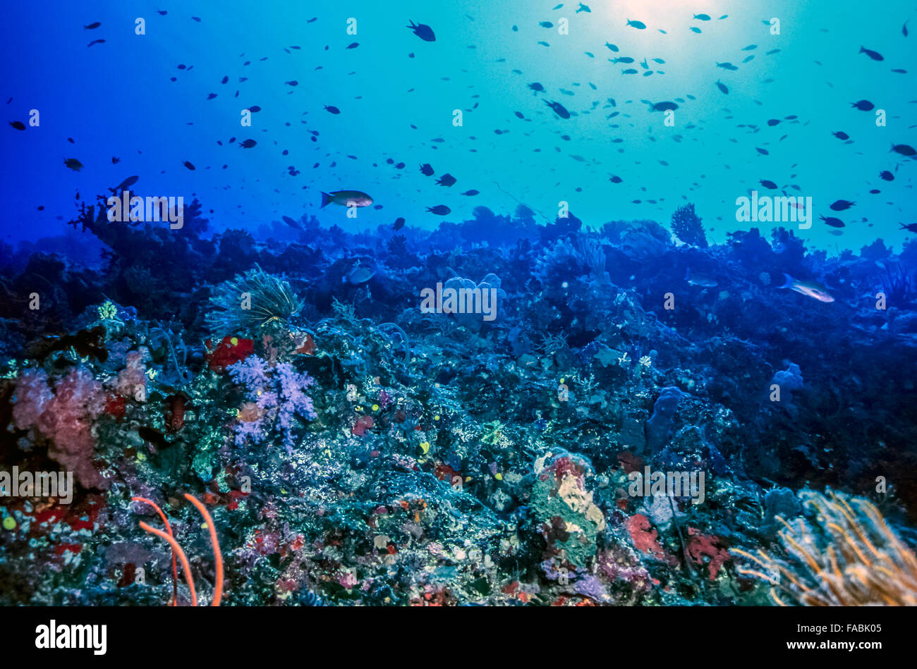 La ricerca di un muro sottomarino parete corallina al largo delle Isole Figi Foto Stock